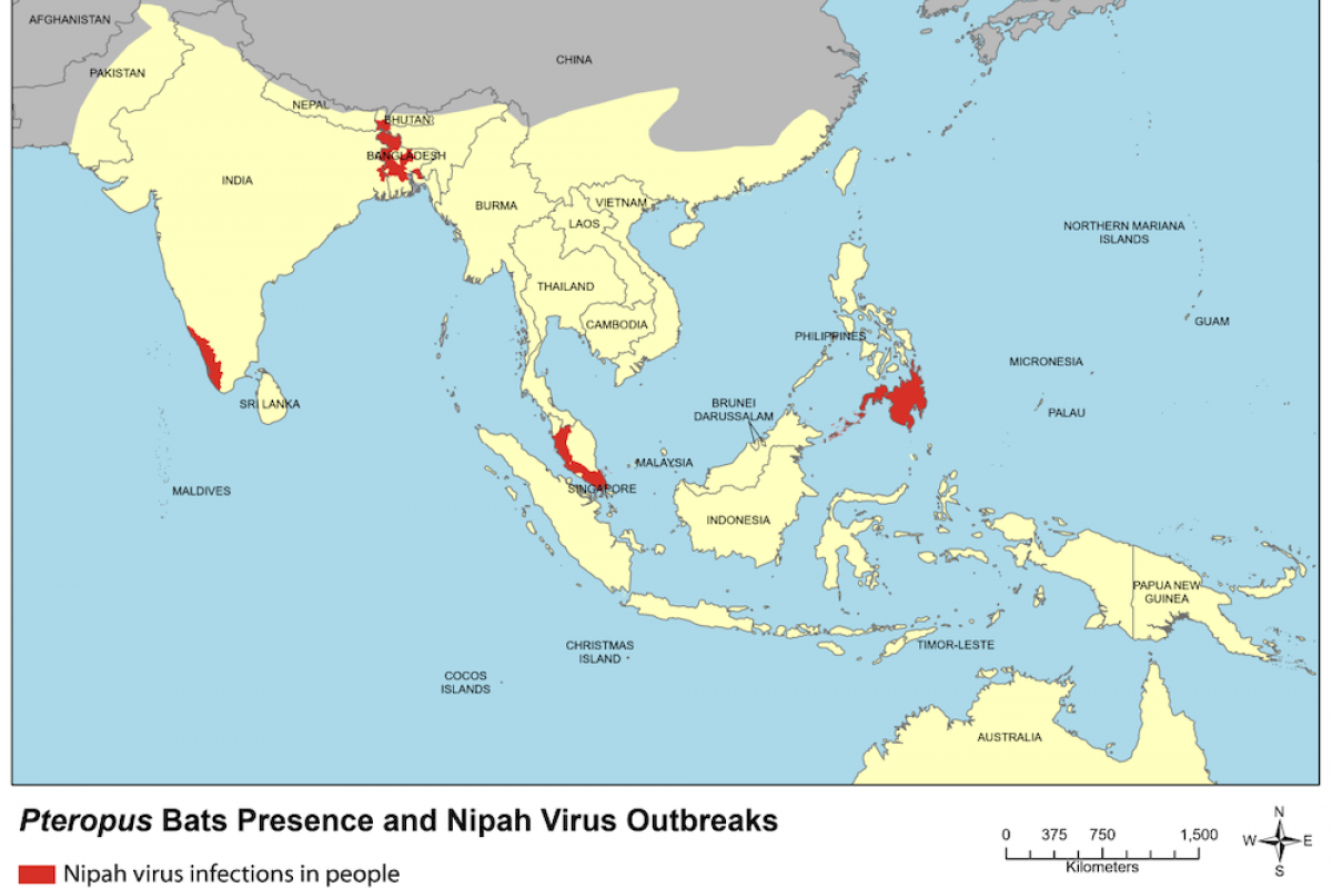Nipah virus